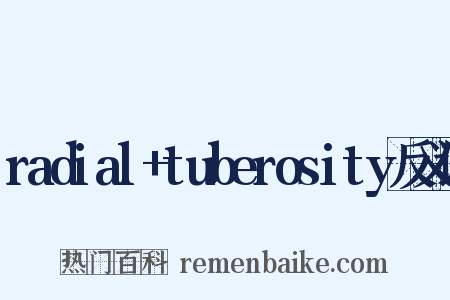 radial+tuberosity反义词是什么意思的图片
